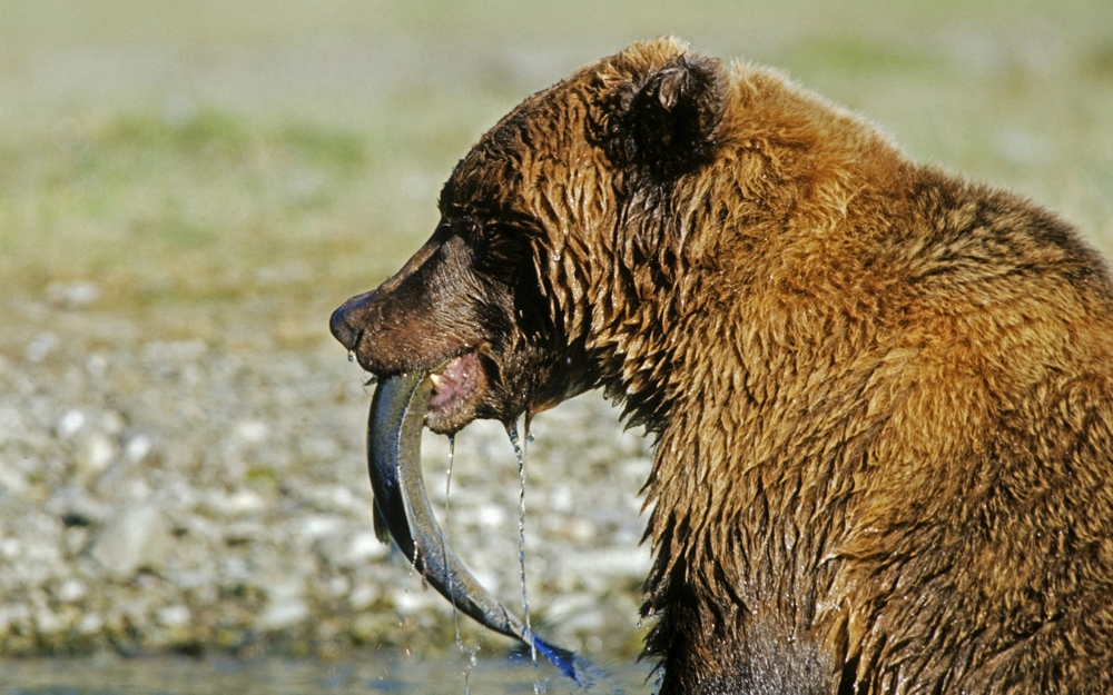 Bears Get Hungry Too