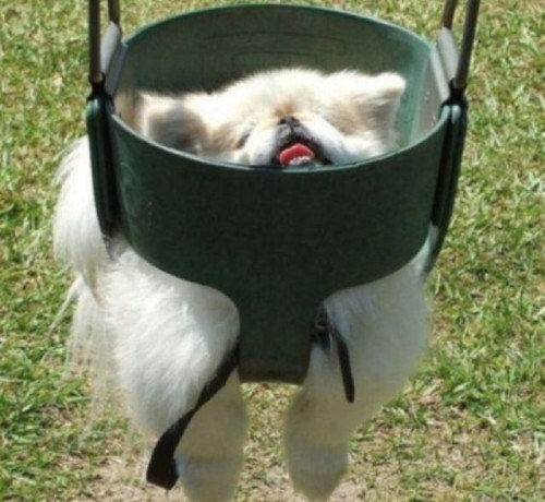 Cute Dogs Stuck in Funny places