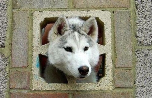 Cute Dogs Stuck in Funny places