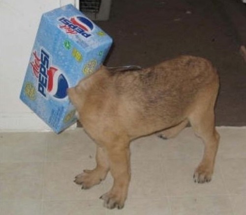 Cute Dogs Stuck in Funny places