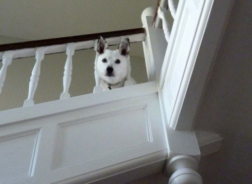 Cute Dogs Stuck in Funny places