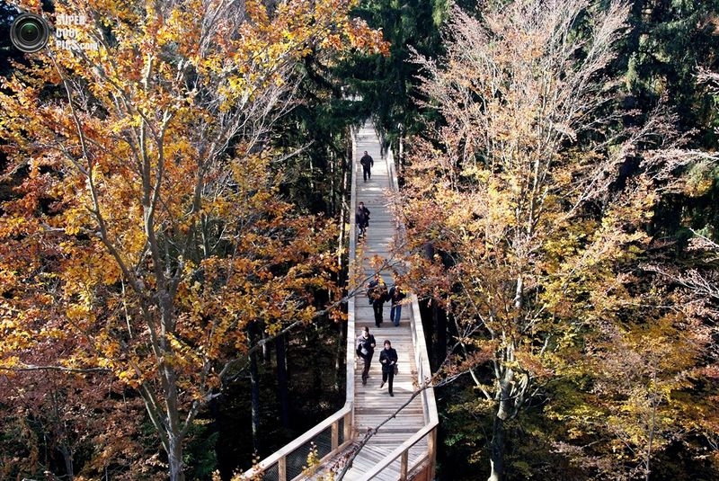 World’s Longest Treetop Walkway