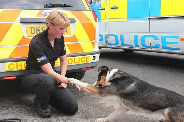 Dogs Who Do Incredible Work For Humans