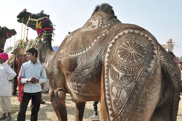 Amazing Camel Hair Art at Bikaner Camel Festival 