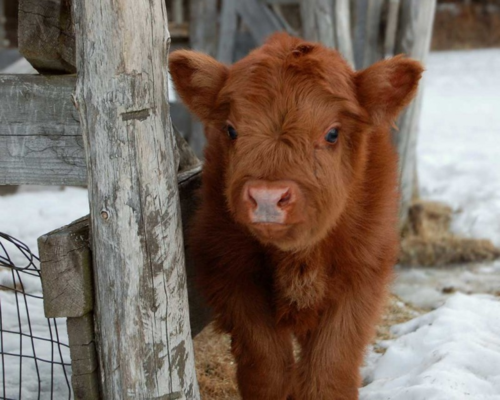 Your Cup of Milk Delivered by This Funny Animal