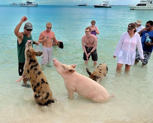 Swimming With Pigs