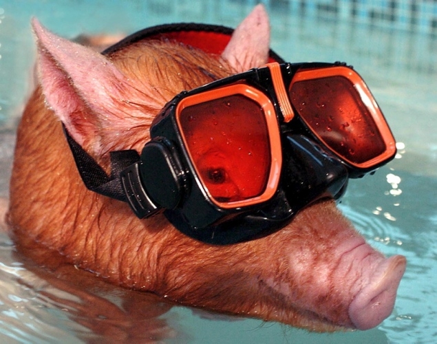 Swimming With Pigs