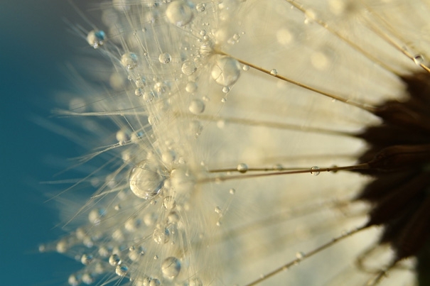 Amazing Macro Shots of Dew-Soaked Dandelions 