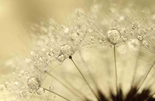 Amazing Macro Shots of Dew-Soaked Dandelions 