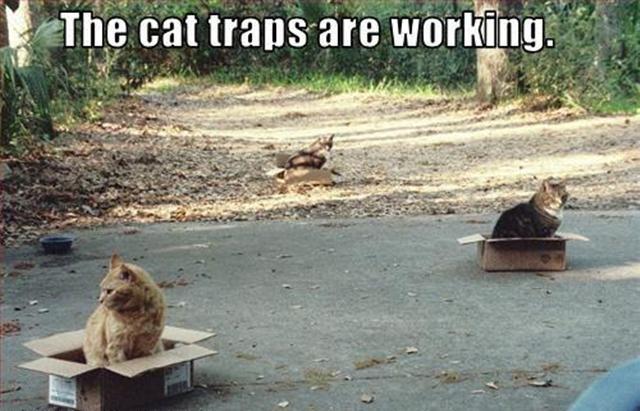 Cat Traps!