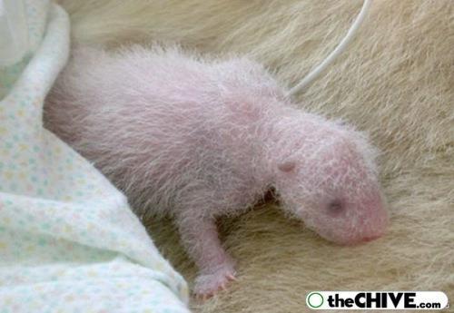 Baby Pandas Are Smaller Than You Think