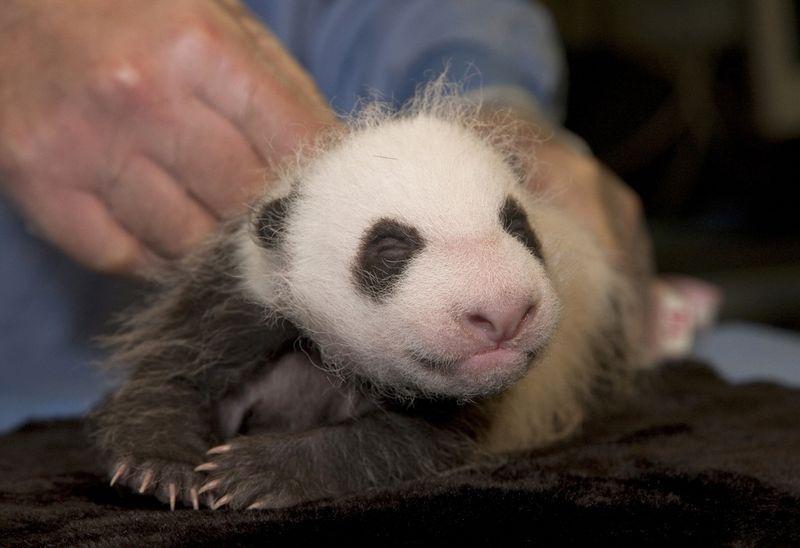 Baby Pandas Are Smaller Than You Think
