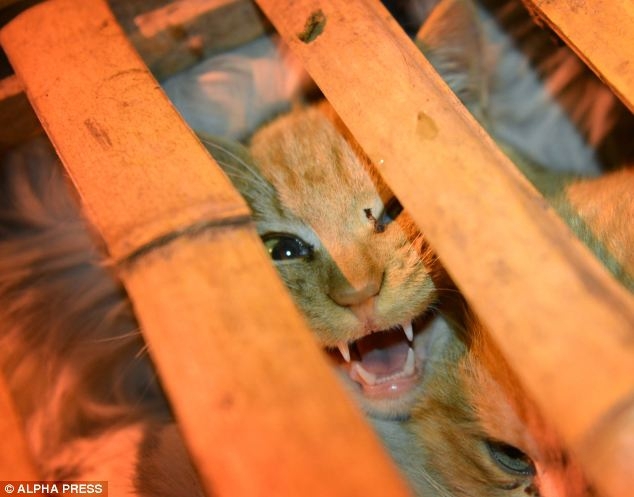 1000 Cats Saved From Being Eaten In China!!!