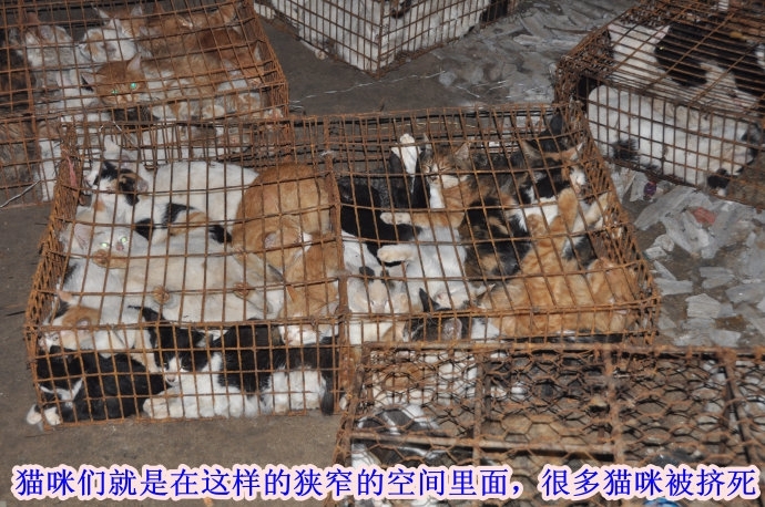 1000 Cats Saved From Being Eaten In China!!!