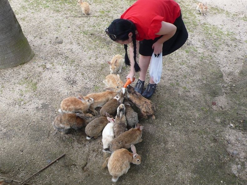 Okunoshima Rabbit Island 