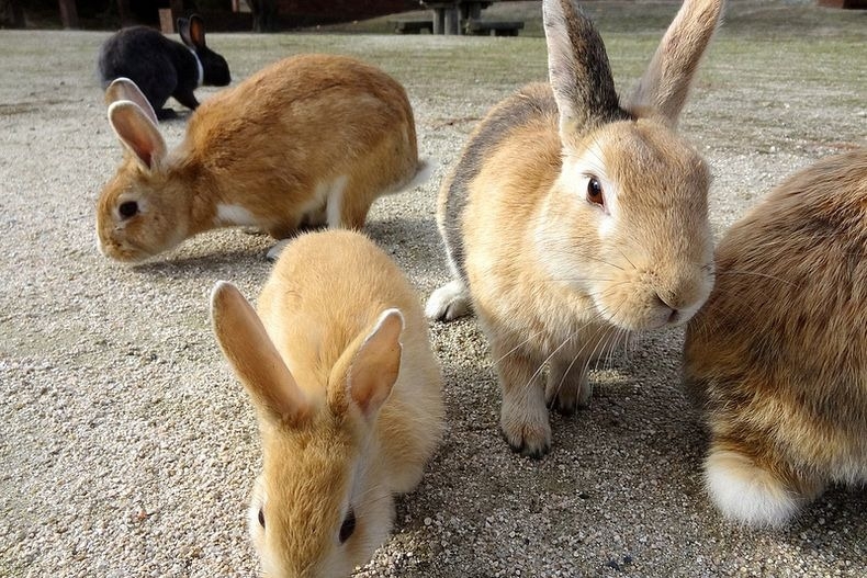 Okunoshima Rabbit Island 