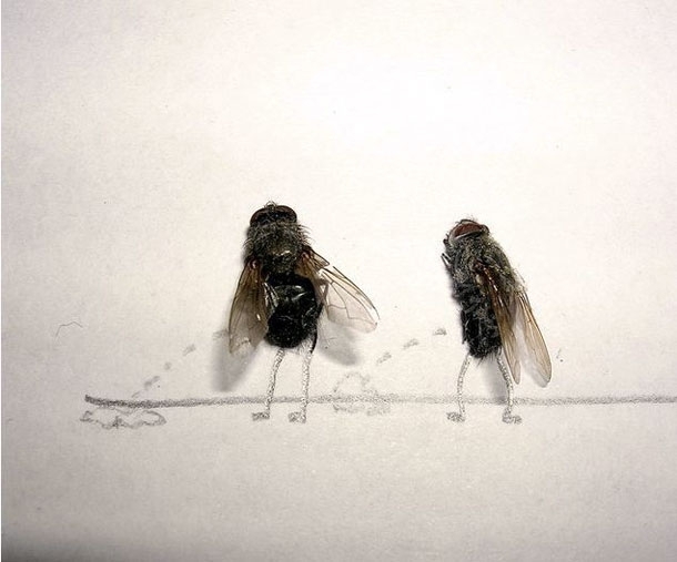 Dead Fly Art: Cool or Weird?
