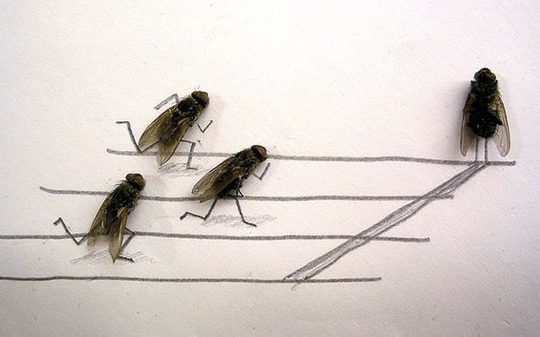 Dead Fly Art: Cool or Weird?