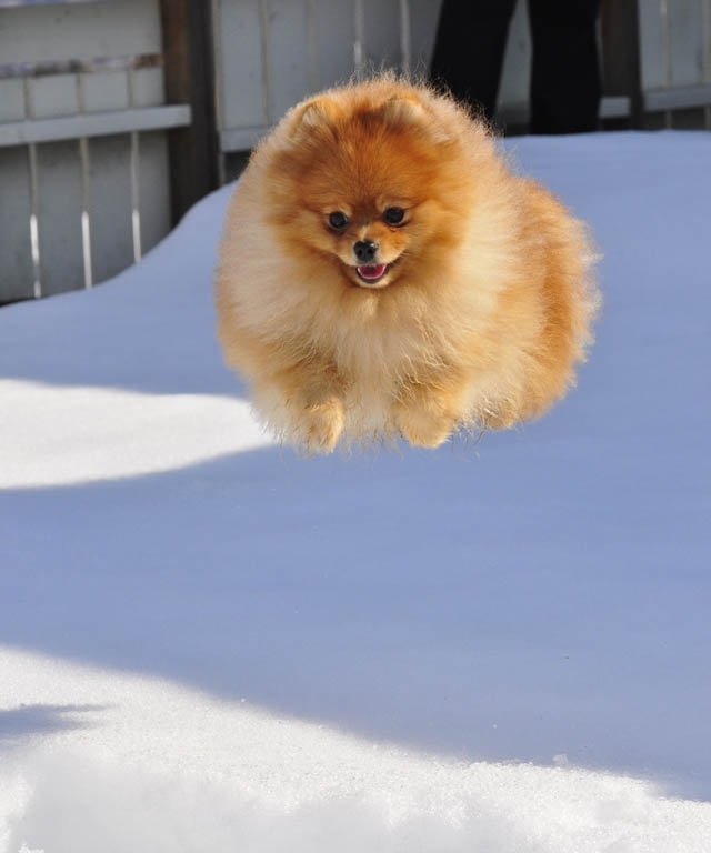 The 25 Funniest Hover Animals Ever 