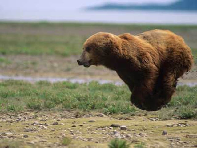 The 25 Funniest Hover Animals Ever 