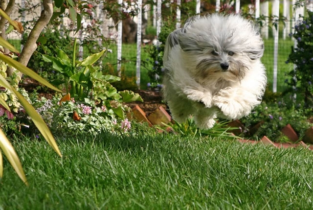 The 25 Funniest Hover Animals Ever 