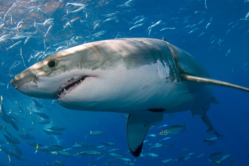 The Great White Shark: Masters of the Sea
