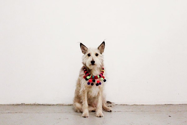 NYC's Next Top Model is a Dog!