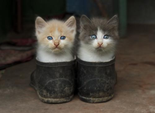 Puss in Boots