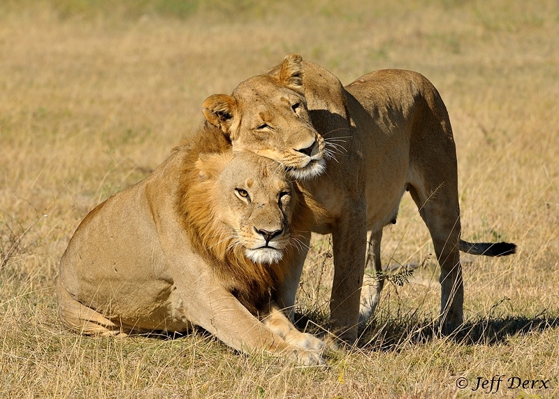 The Maned Lioness Phenomena.