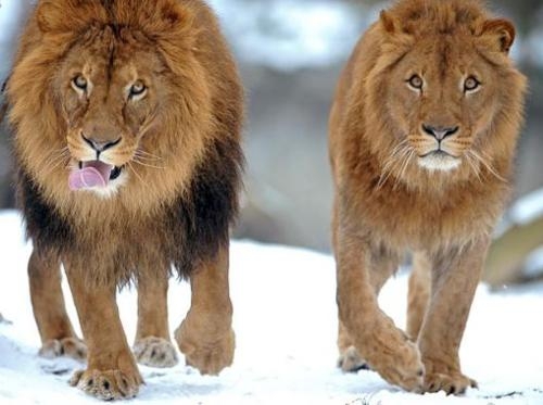 The Maned Lioness Phenomena.