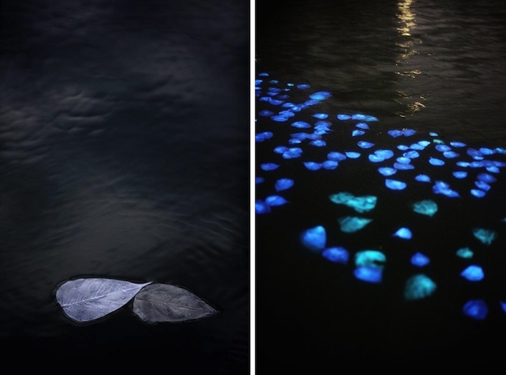 1,000 Beautiful Bioluminescent Leaves Radiate at Night 