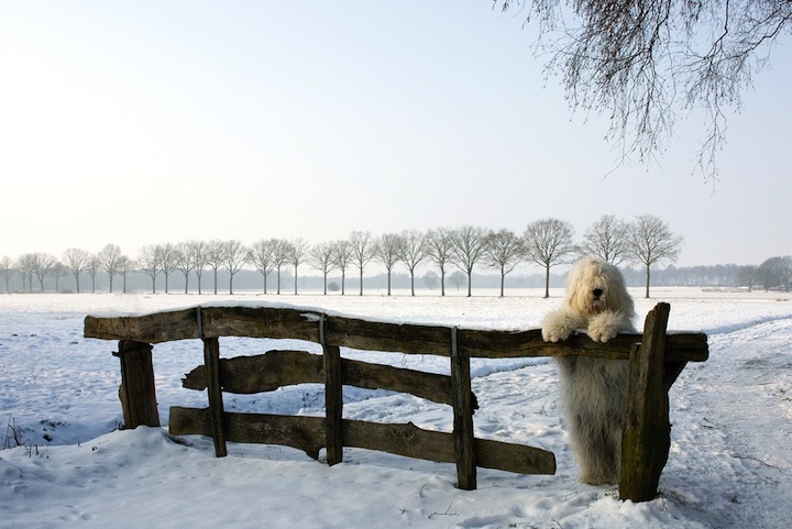 Two Adorable Sheepdogs Living in the Netherlands 