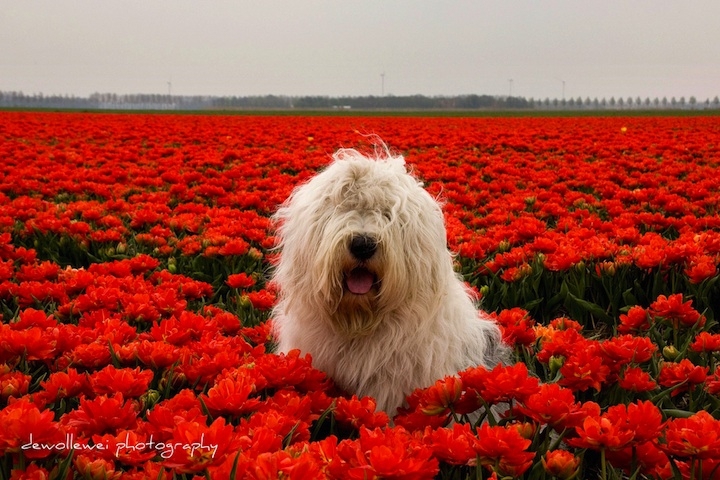 Two Adorable Sheepdogs Living in the Netherlands 