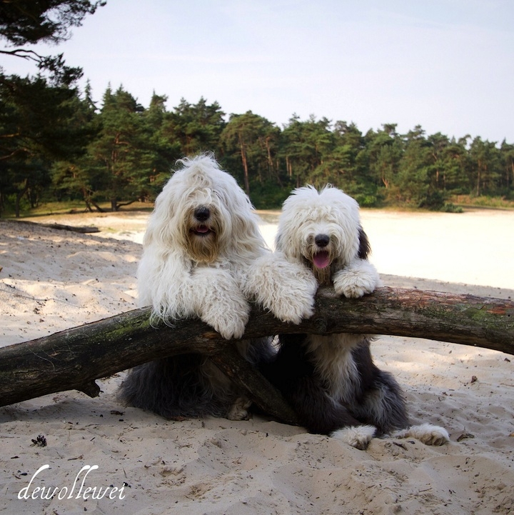 Two Adorable Sheepdogs Living in the Netherlands 