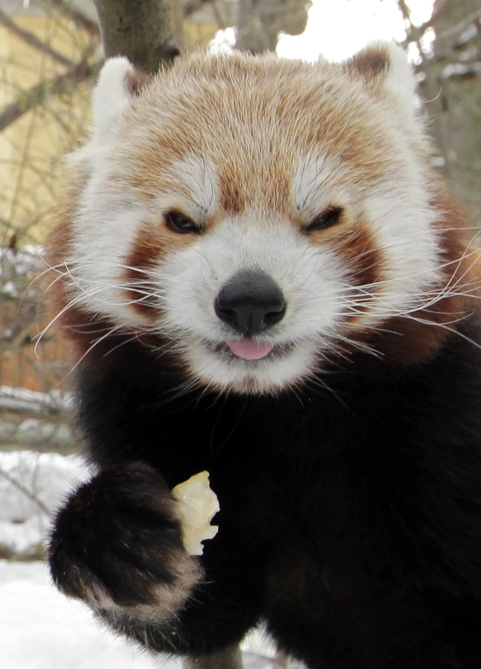 Red Panda Cuteness, A Definitive Ranking