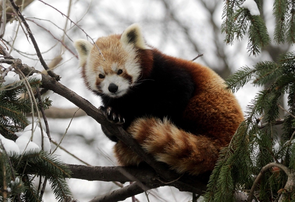 Red Panda Cuteness, A Definitive Ranking