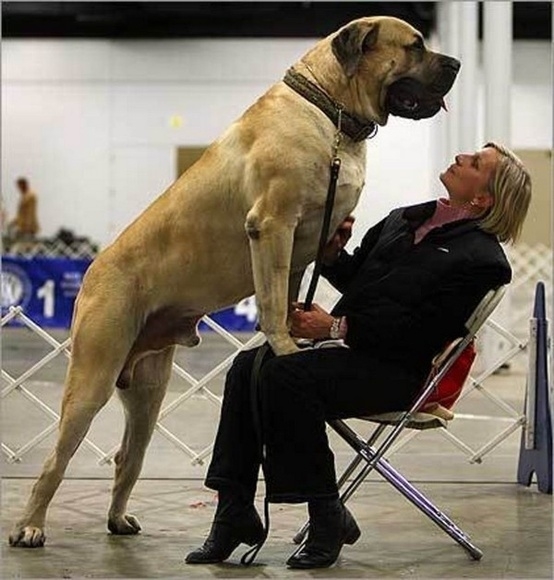 Dogs Who Don't Realize How Big They Are