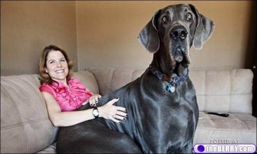 Dogs Who Don't Realize How Big They Are