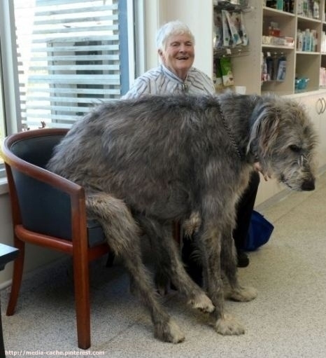 Dogs Who Don't Realize How Big They Are