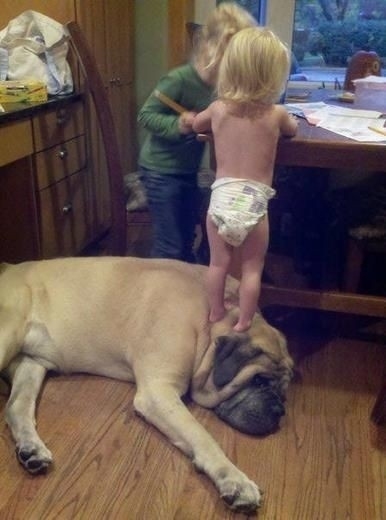 Dogs Who Don't Realize How Big They Are