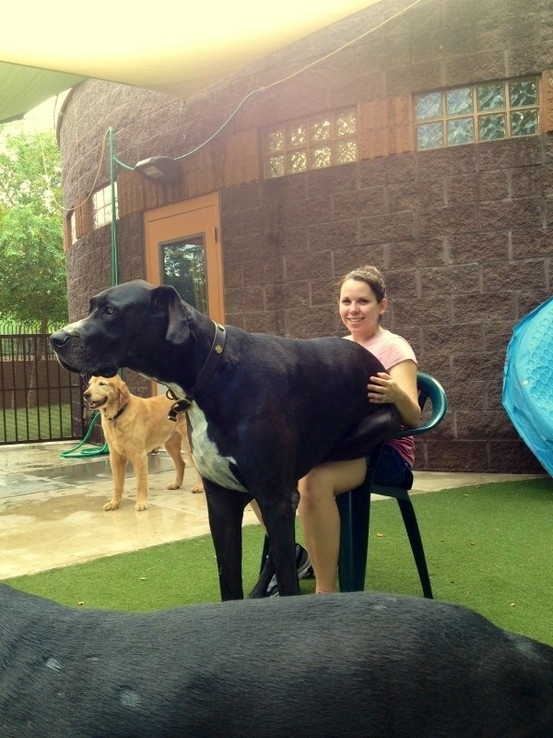 Dogs Who Don't Realize How Big They Are