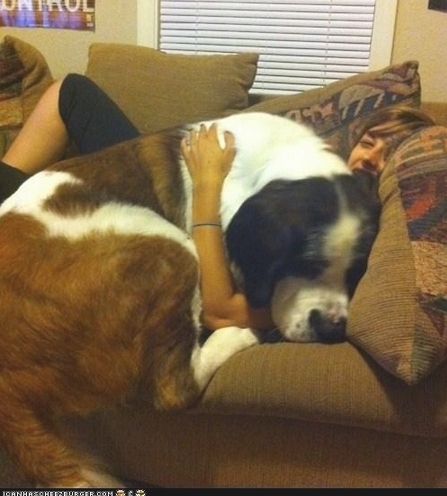 Dogs Who Don't Realize How Big They Are