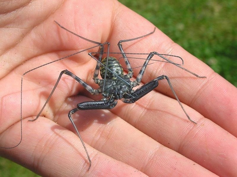 Tailless Scorpions 