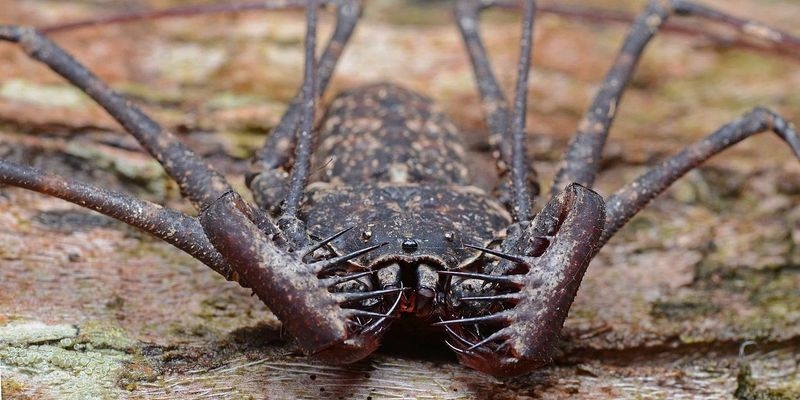 Tailless Scorpions 