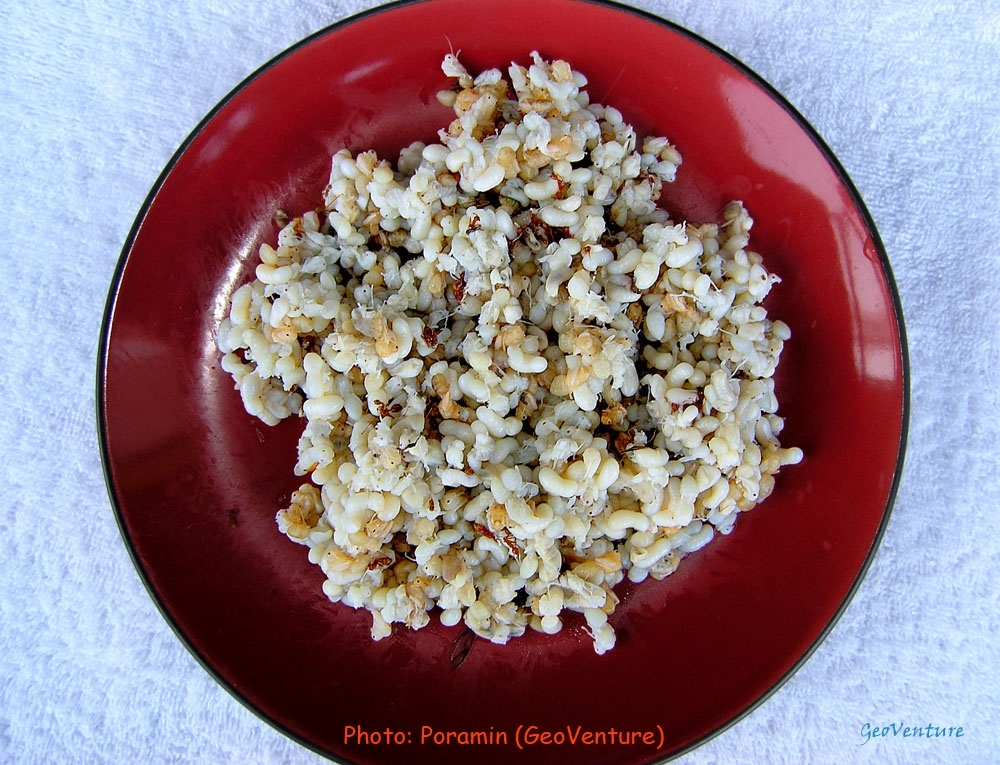 Ultimately Gross And Most Disturbing Foods From Around The World!!!