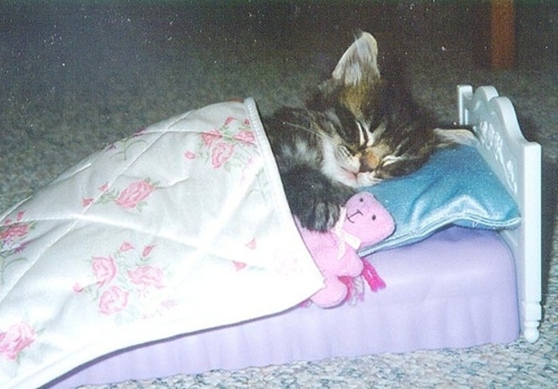 The 15 Best Things About Cat Bedtime