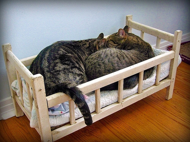 The 15 Best Things About Cat Bedtime