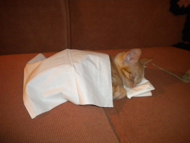 The 15 Best Things About Cat Bedtime