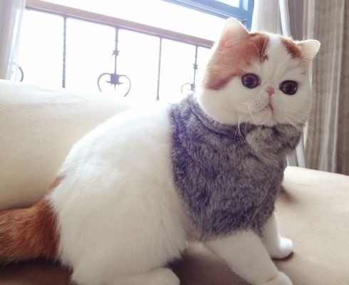 43 Fashionable Looks Worn By Snoopy The Cat