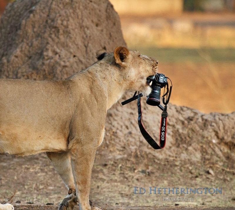 Photographer Has His Canon Kidnapped and Killed by a Lion